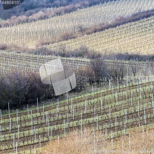 Image of Vineyards in spring