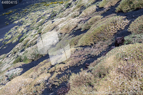 Image of Slopes of volcano covered with carpets of various plants and flo