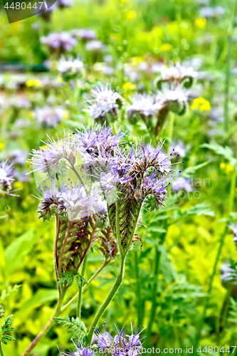 Image of Phacelia blooming on background of grass