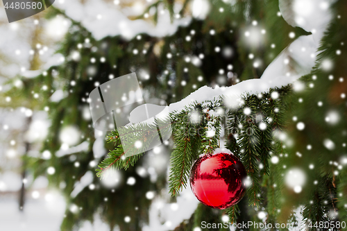 Image of red christmas ball on fir tree branch with snow