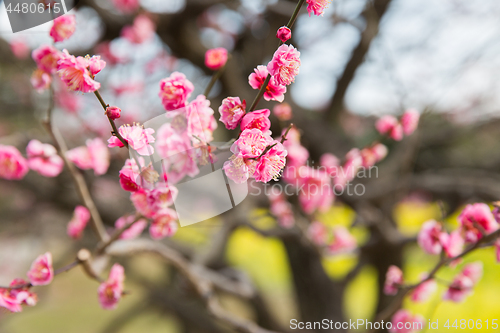 Image of close up of beautiful sakura tree blossoms at park