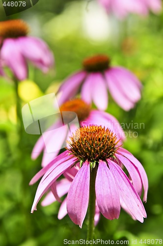 Image of Echinacea purpurea plant