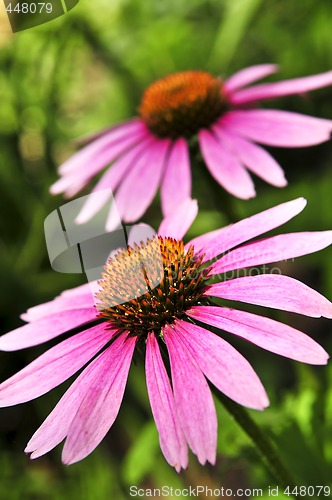 Image of Echinacea purpurea plant