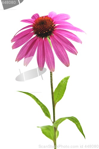 Image of Echinacea purpurea plant