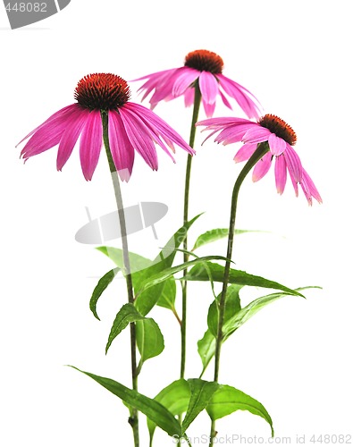 Image of Echinacea purpurea plant