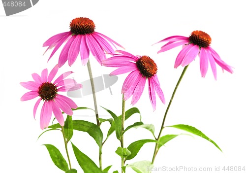 Image of Echinacea purpurea plant