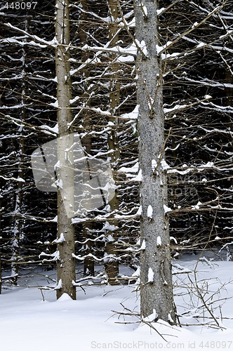 Image of Tree trunks in winter