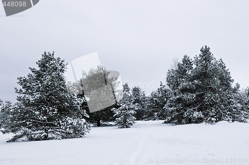 Image of Winter landscape