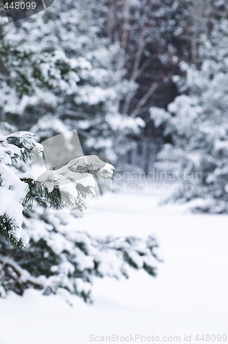 Image of Winter landscape