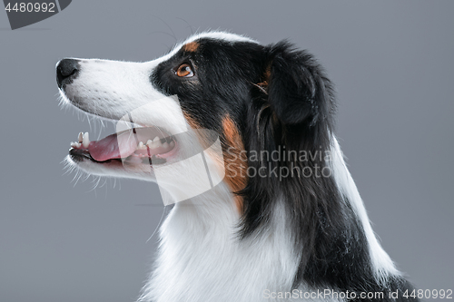 Image of Australian Shepherd dog on gray