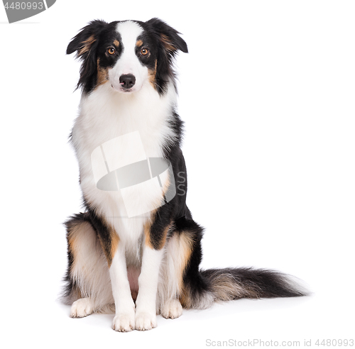 Image of Australian Shepherd dog on white