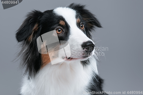 Image of Australian Shepherd dog on gray