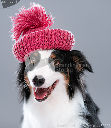 Image of Australian Shepherd dog on gray