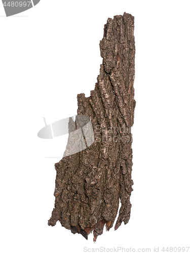 Image of Tree bark on white 