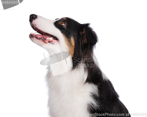 Image of Australian Shepherd dog on white