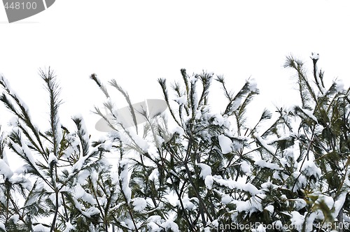 Image of Winter branches