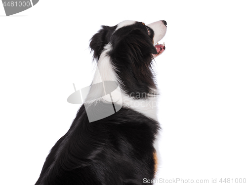 Image of Australian Shepherd dog on white