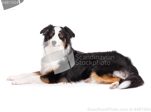 Image of Australian Shepherd dog on white