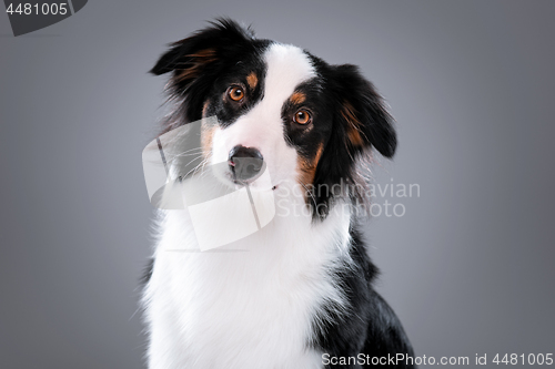 Image of Australian Shepherd dog on gray