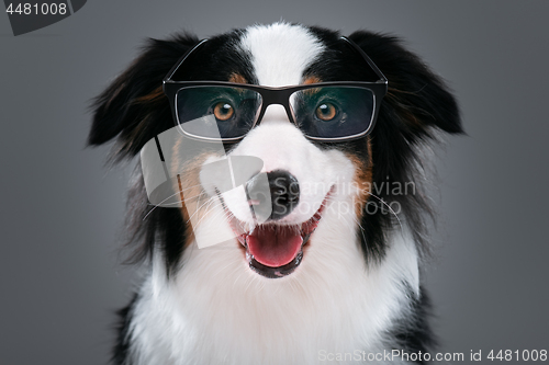 Image of Australian Shepherd dog on gray