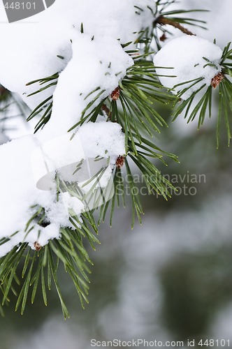 Image of Winter branches