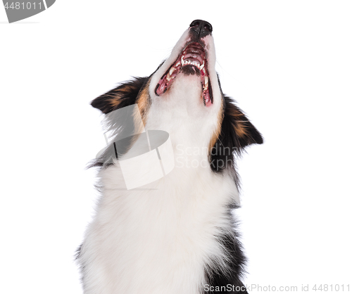 Image of Australian Shepherd dog on white