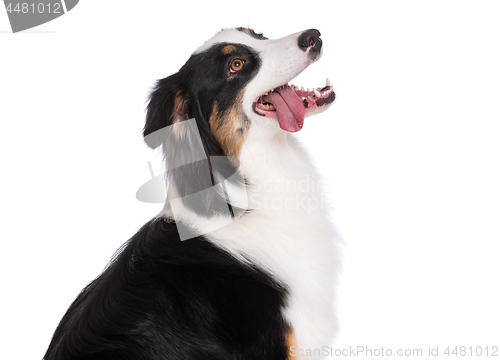 Image of Australian Shepherd dog on white