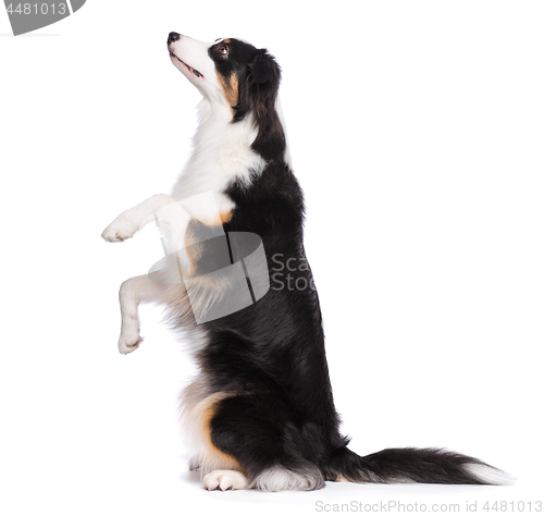 Image of Australian Shepherd dog on white