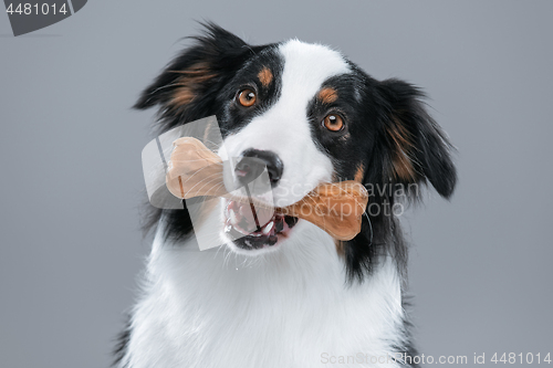 Image of Australian Shepherd dog on gray