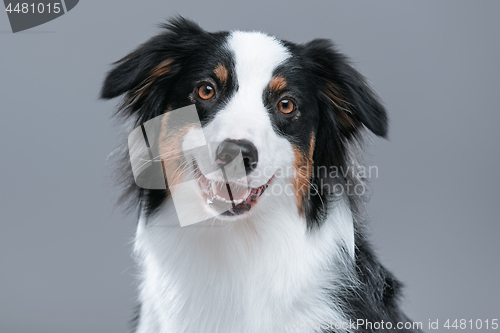 Image of Australian Shepherd dog on gray