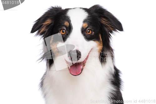 Image of Australian Shepherd dog on white