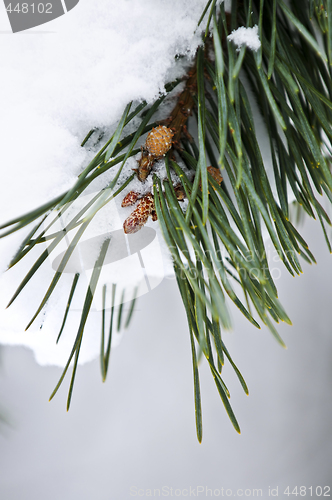 Image of Winter branches