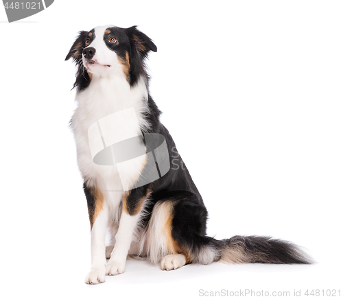 Image of Australian Shepherd dog on white