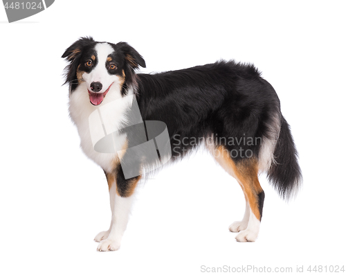 Image of Australian Shepherd dog on white