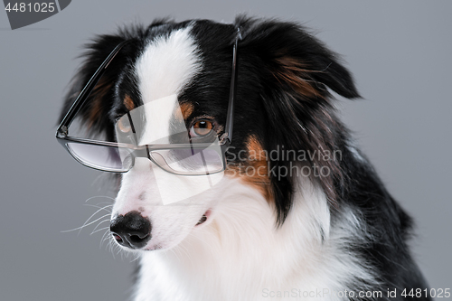 Image of Australian Shepherd dog on gray