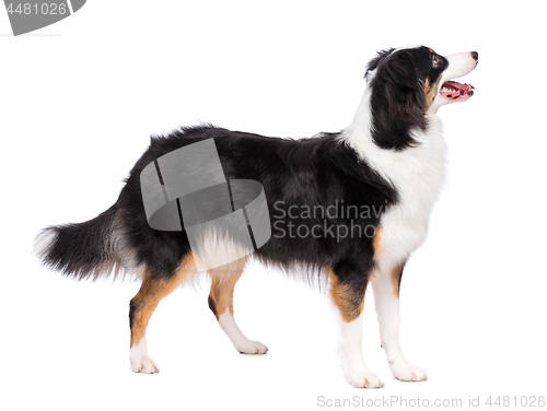 Image of Australian Shepherd dog on white