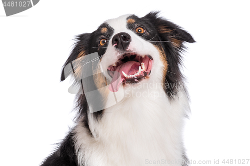 Image of Australian Shepherd dog on white