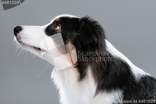 Image of Australian Shepherd dog on gray