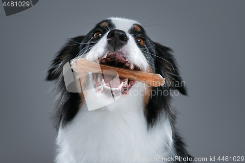 Image of Australian Shepherd dog on gray