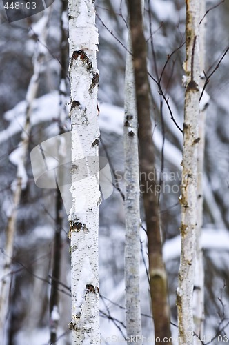 Image of Tree trunks in winter