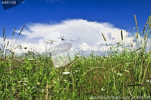 Image of Summer meadow