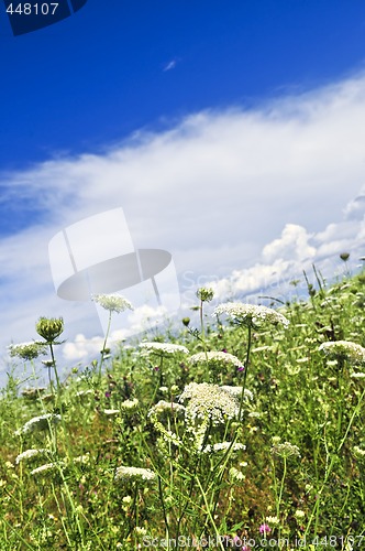 Image of Summer meadow