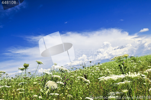 Image of Summer meadow