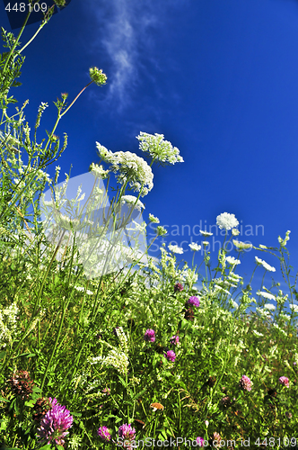 Image of Summer meadow