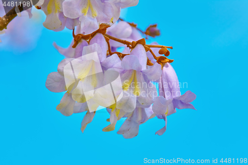 Image of Paulownia Fortunei Flowers