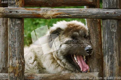 Image of Dog near the Ladder