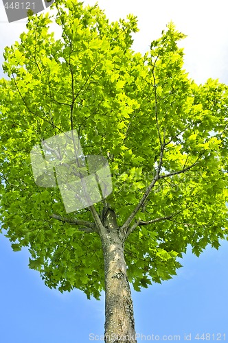 Image of Green tree