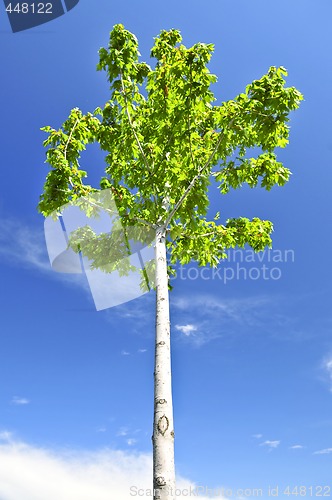 Image of Green tree