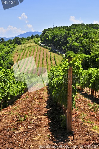 Image of Landscape with vineyard