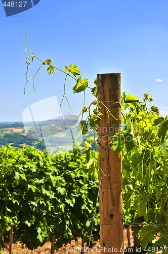 Image of Landscape with vineyard